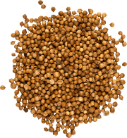 Coriander Seed