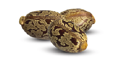 Castor Seeds