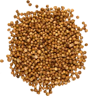 Coriander Seed