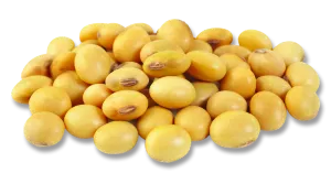 Soybean
